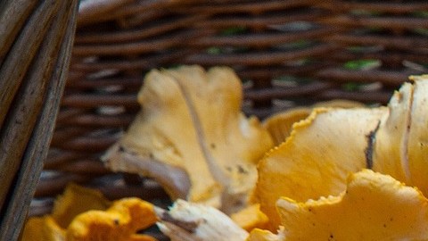Hongos medicinales