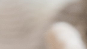 la compañía de un gato