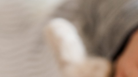la compañía de un gato