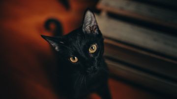 Gato negro incendio basura viral