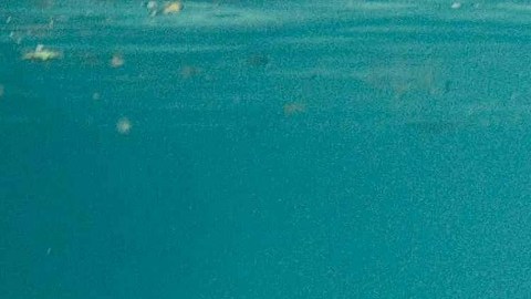 Un manatí en Florida.