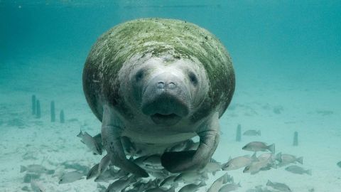 Un manatí en Florida.