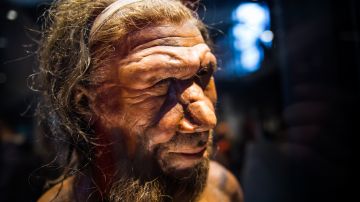 Sexo neandertales