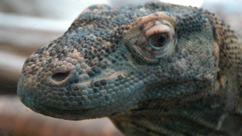 Dragón de Komodo