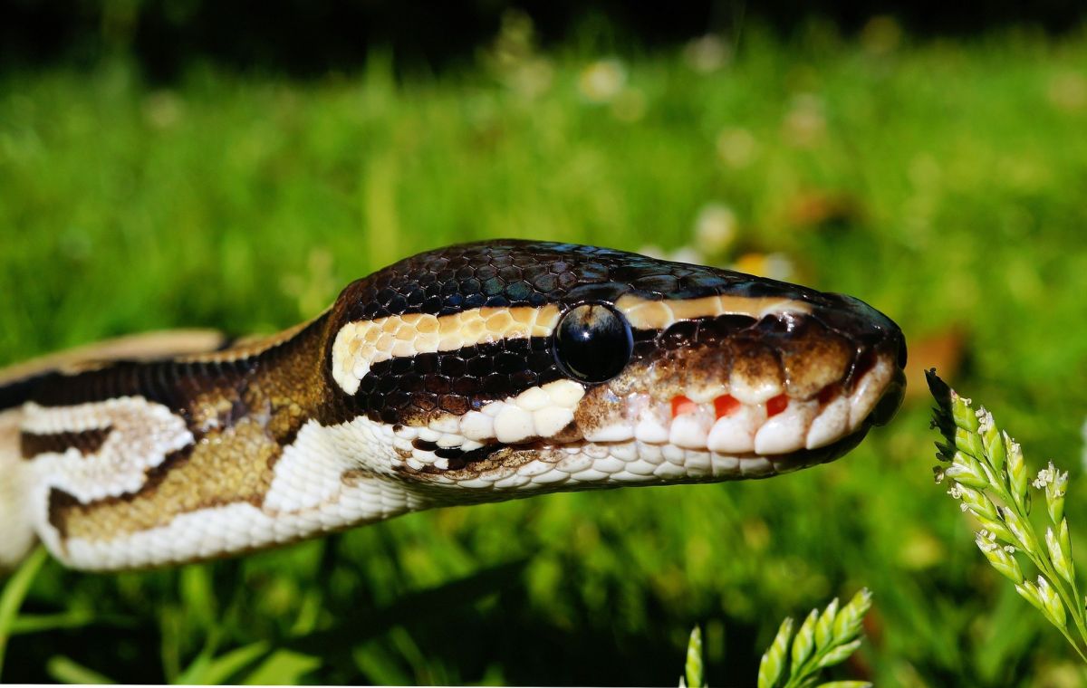 En aquel país es común que las serpientes aparezcan en todos lados en temporada de calor.