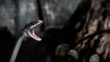 El ejemplar de serpiente cabeza pálida asomó entre dos plantas de lechuga que una pareja de Australia había comprado en un supermercado de la cadena ALDI.