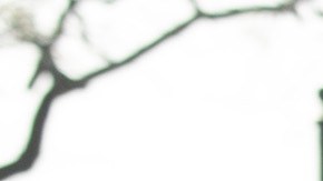 Por el momento solo pueden ir visitantes residentes en California.