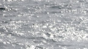 Cetáceo en la frontera de NJ y NY.