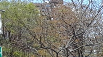 Cierres extremos en la pandemia.