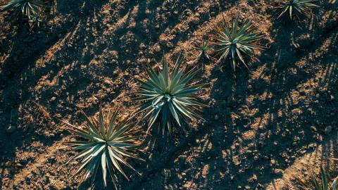 Agave