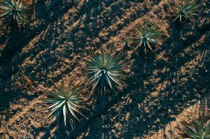 El tequila mexicano, amenazado: Australia produce bebidas de agave y quiere exportar a Estados Unidos