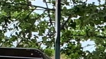 Anuncian que escuelas de Nueva York serán 100% presenciales desde septiembre