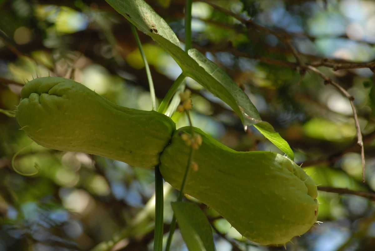 Chayote