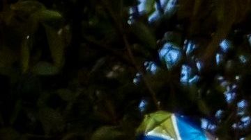 Felix Verdejo se declaro no culpable por el asesinato de Keishla Rodriguez