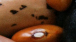 Frijoles