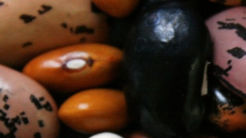 Frijoles