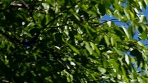 Corte Suprema rechaza facilitar a inmigrantes deportados su camino de vuelta a Estados Unidos