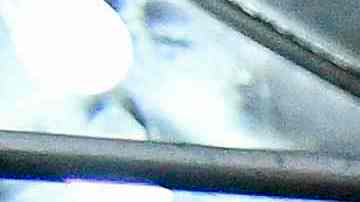 Perros detectan coronavirus Florida