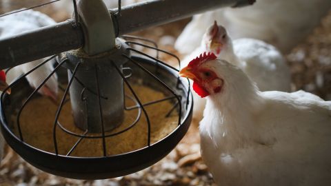 El precio del pollo se dispara y los restaurantes se enfrentan a una escasez-GettyImages-453393572.jpeg