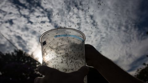 Mosquitos genéticamente modificados por Oxitec mientras son liberados en la ciudad de Piracicaba, en Brasil en el 2016.