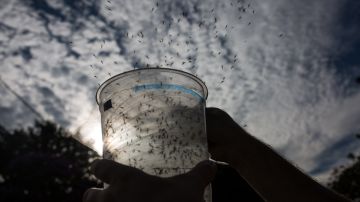 Mosquitos genéticamente modificados por Oxitec mientras son liberados en la ciudad de Piracicaba, en Brasil en el 2016.