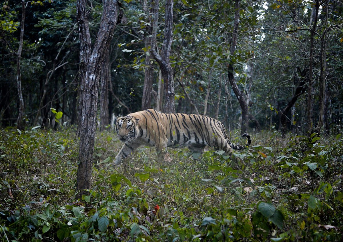 Un tigre en Bengal Safari Park, en Siliguri, India.