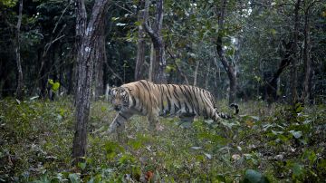 Tigre de bengala India