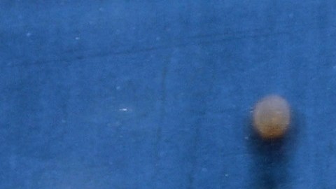Cientos de niños fueron separados de sus padres con pocas opciones de reunificación.
