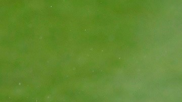 Solo Torres está contagiados por los peloteros.