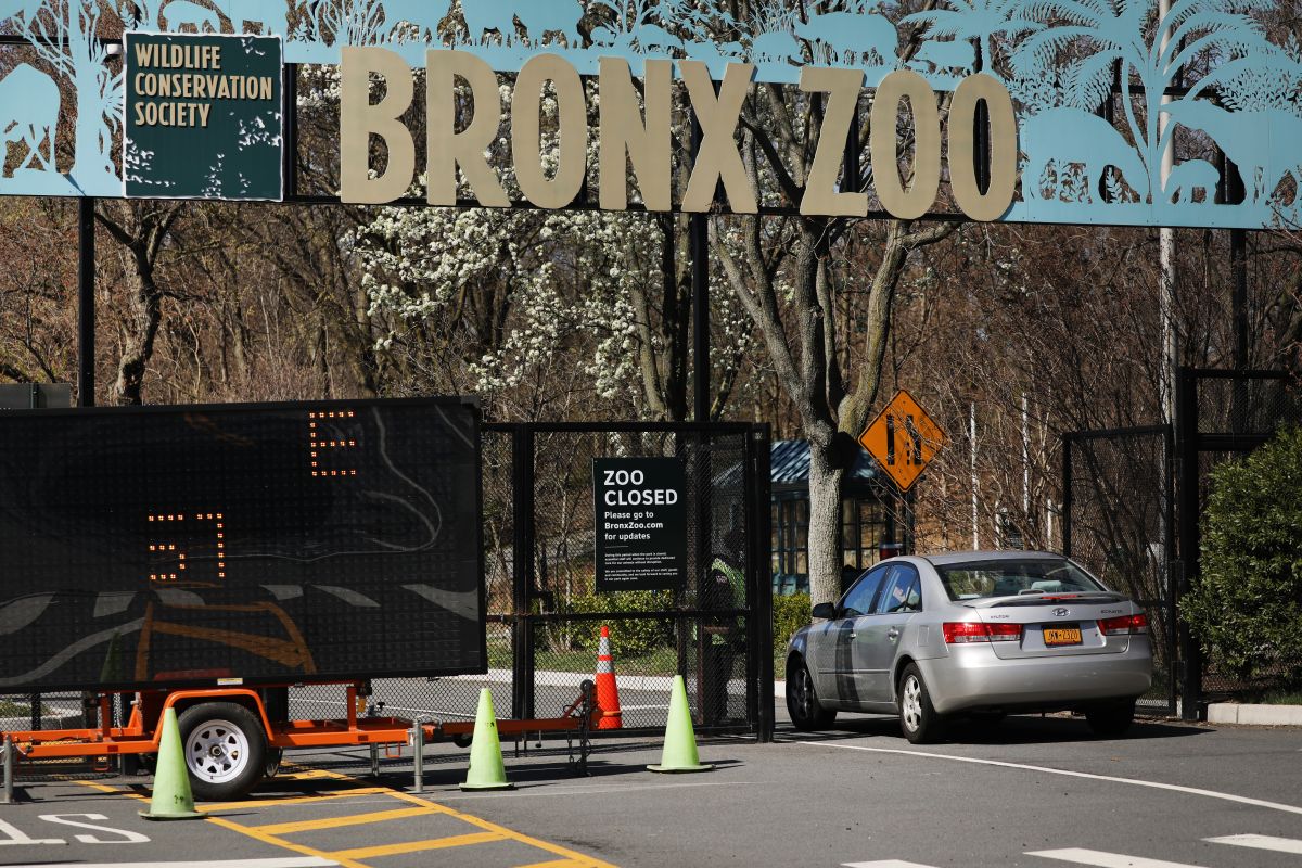 El Zoológico del Bronx participó en el rescate de la puma cachorra.
