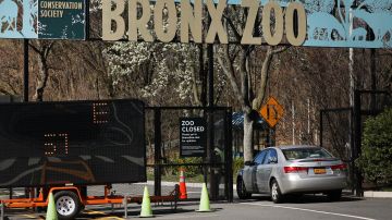 Entre las atracciones a las que se podrá ir gratis si se vacuna se incluye el Zoológico de El Bronx.