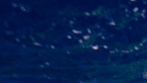 Ballenas abrazo viral