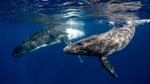 Ballenas abrazo viral