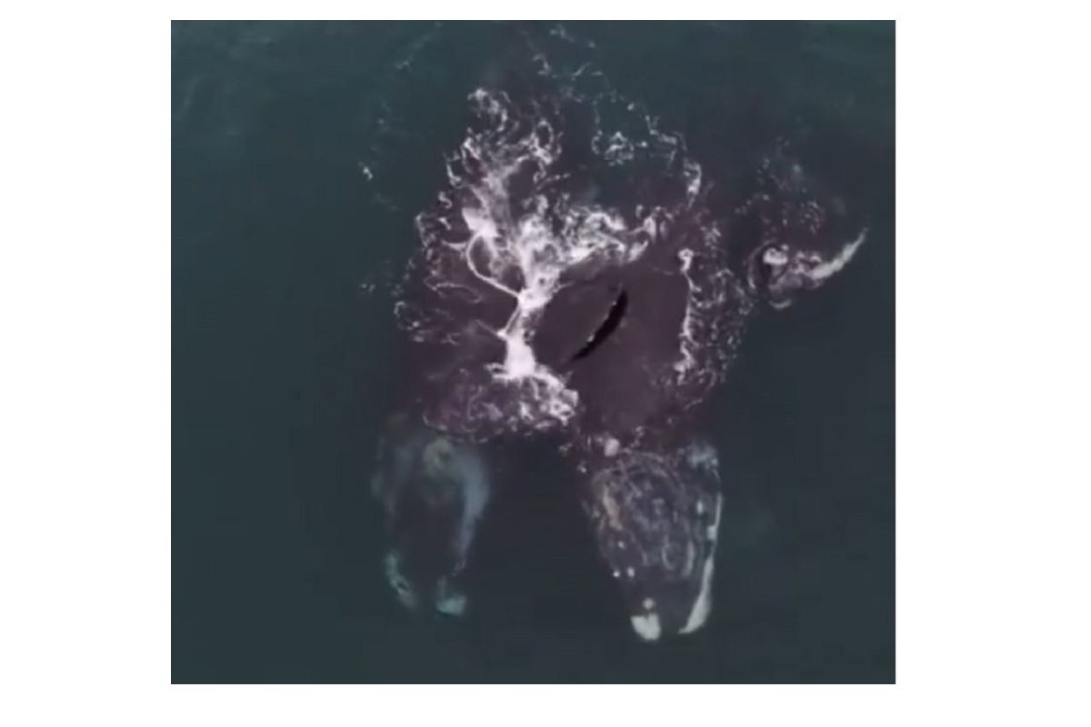 Las ballenas francas podrían extinguirse en pocos años.