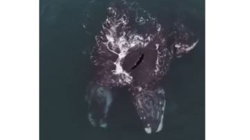 ballenas francas