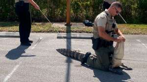 Un caimán de seis pies perseguía a clientes de un Wendy's en Florida