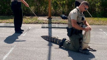 Capturan caimán en Florida