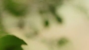 Embarazo complicaciones hispanas afroamericanas