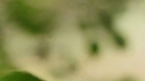 Embarazo complicaciones hispanas afroamericanas