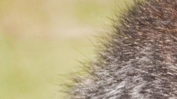 Gorila zoo Boston bebé viral