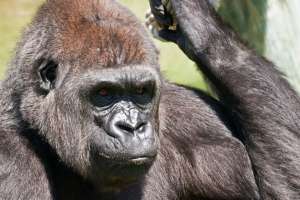 El tierno momento protagonizado por una gorila y un bebé en zoo de Boston