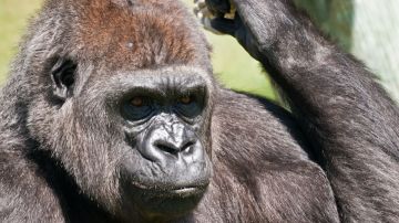 Gorila zoo Boston bebé viral