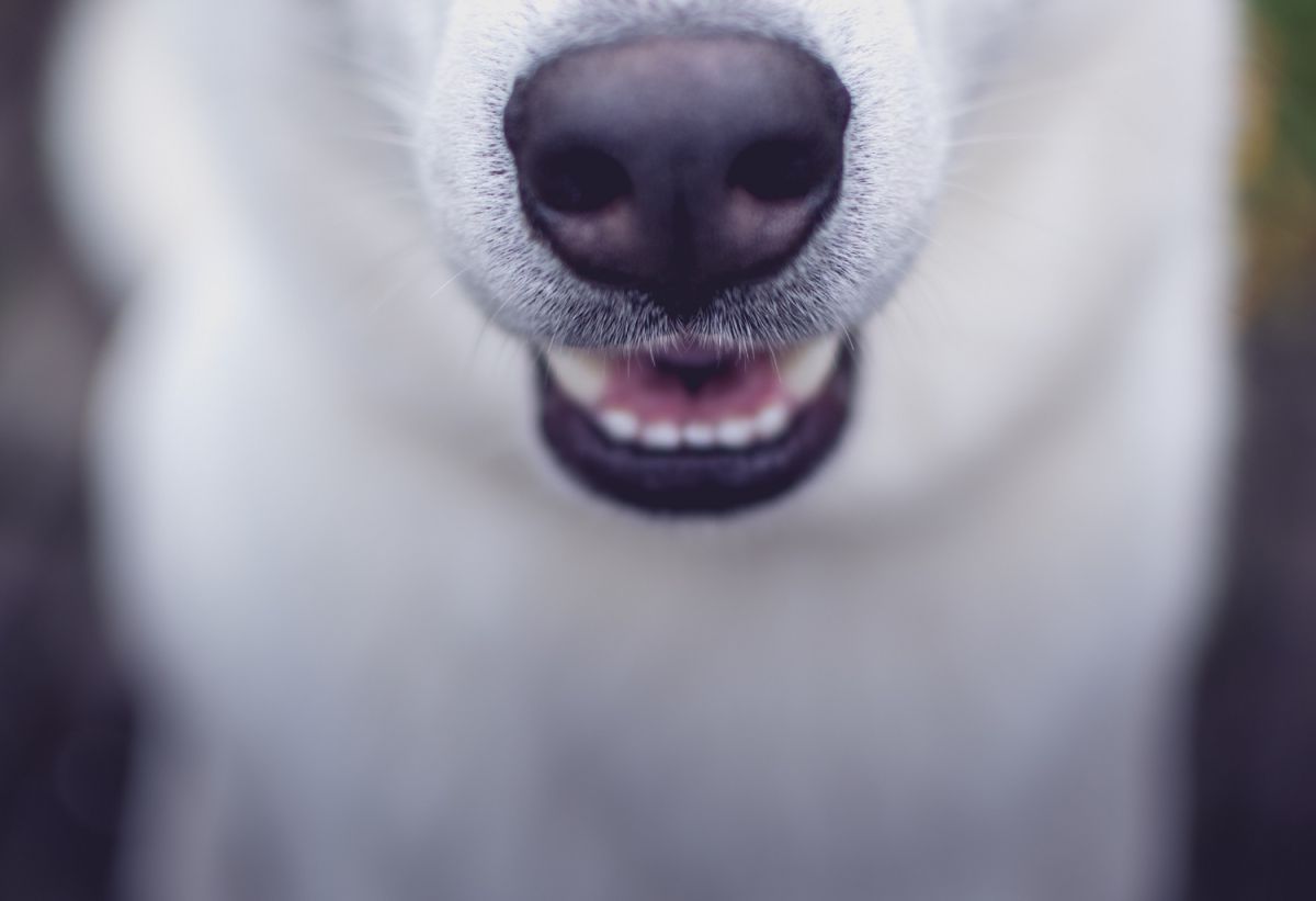 El olfato canino ha sido de gran utilidad para muchos aspectos de la vida humana.