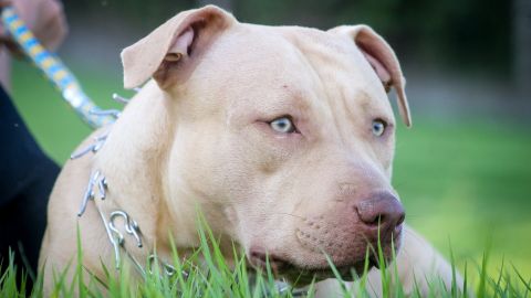 Muerte mellizas pitbull