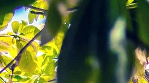 Empleo pareja isla Bahamas