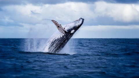 Avistamiento de ballenas jorobadas.