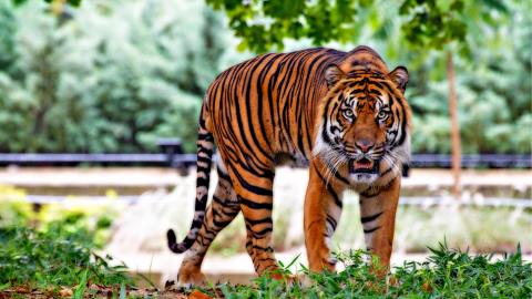 Tigre vecindario Houston