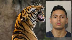 El hispano arrestado por el tigre suelto en Houston no tiene idea del paradero del felino
