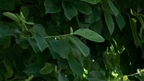 Exigen invertir más de $100 millones en inmigrantes dentro de planes de recuperación de NYC