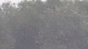 Así fue el heroico rescate de los perros que cayeron en gigantesco socavón en Puebla